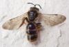Lasioglossum nigripes